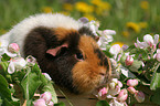 US Teddy guinea pig in the meadow in spring