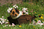 US Teddy guinea pig in the meadow in spring