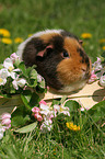 US Teddy guinea pig in the meadow in spring