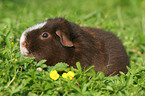 US Teddy guinea pig in the meadow