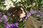 US Teddy guinea pig in flowers