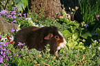 US Teddy guinea pig in flowers