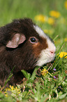 US Teddy guinea pig