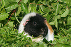 US Teddy Guinea Pig in the meadow