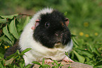 US Teddy Guinea Pig in the meadow