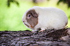 US Teddy guinea pig on tree trunk