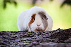 US Teddy guinea pig on tree trunk