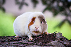 US Teddy guinea pig on tree trunk