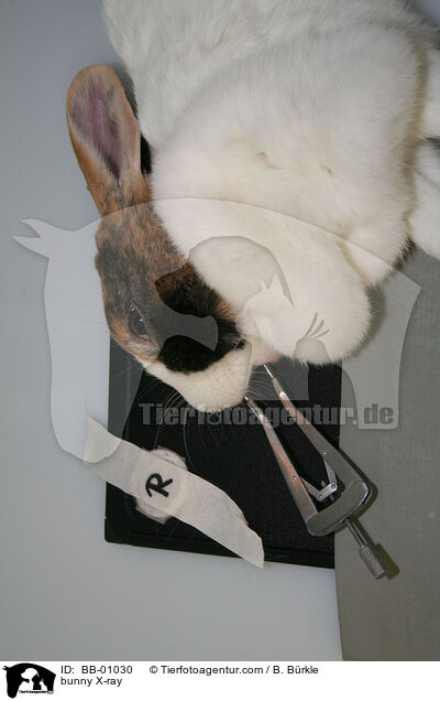 Kaninchen wir gerntgt / bunny X-ray / BB-01030