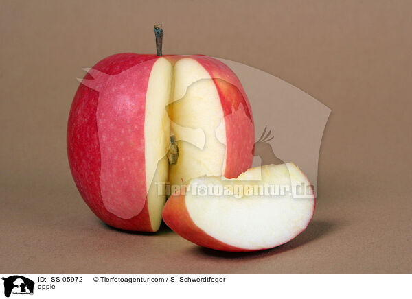 Apfel / apple / SS-05972
