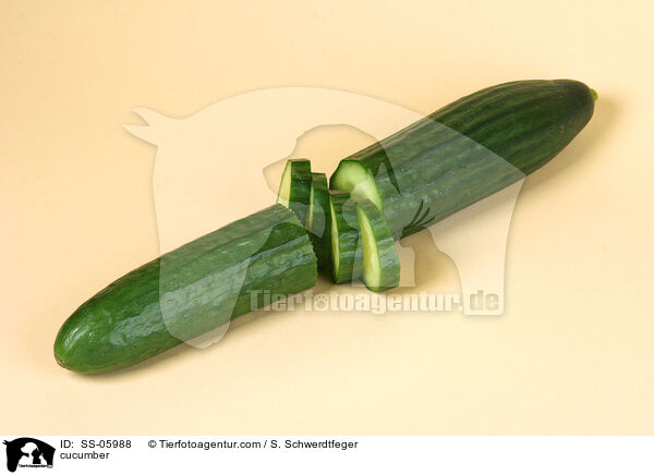 cucumber / SS-05988