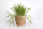 cat grass