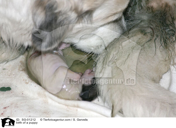 Welpe wird geboren / birth of a puppy / SG-01212