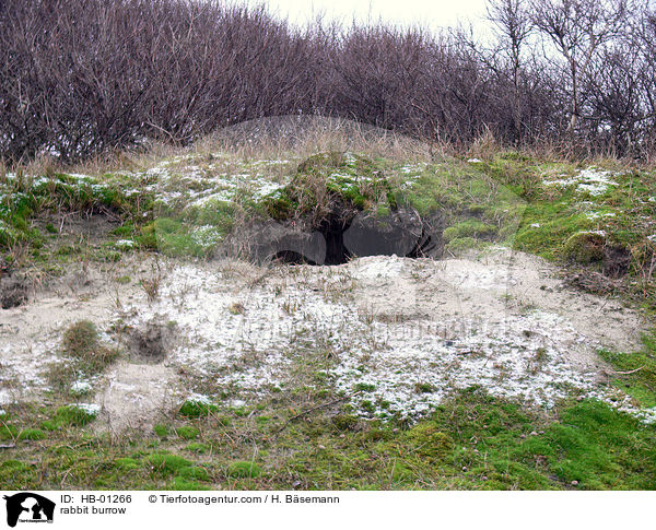 Kaninchenbau / rabbit burrow / HB-01266