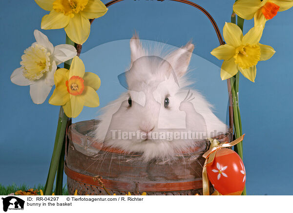 bunny in the basket / RR-04297