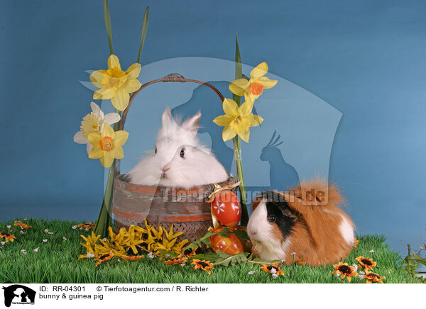 Lwenkpfchen & Rosettenmeerschwein / bunny & guinea pig / RR-04301