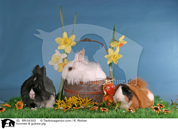 Lwenkpfchen & Rosettenmeerschwein / bunnies & guinea pig / RR-04302