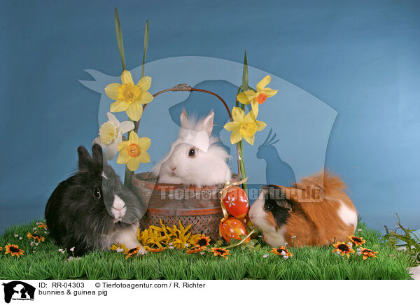 Lwenkpfchen & Rosettenmeerschwein / bunnies & guinea pig / RR-04303