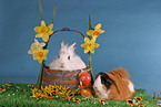 bunny & guinea pig
