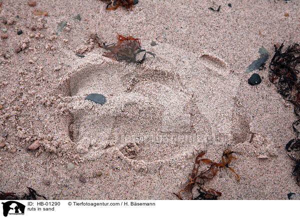 Tierspur im Sand / ruts in sand / HB-01290