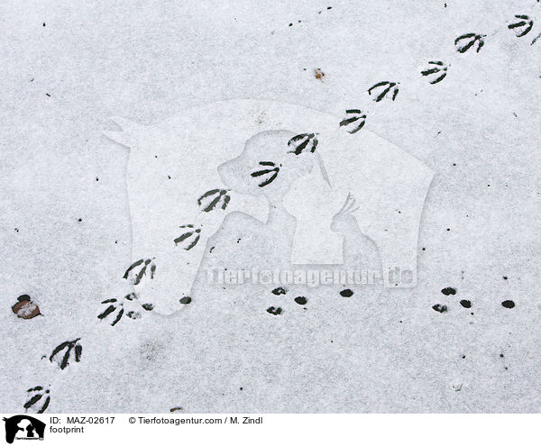footprint / MAZ-02617