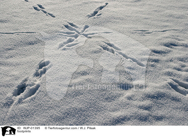 Fuspuren / footprints / WJP-01395