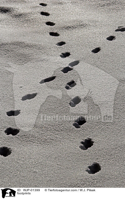 footprints / WJP-01399