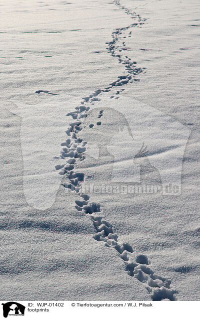 Fuspuren / footprints / WJP-01402
