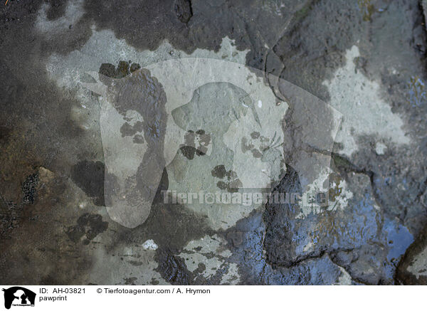 Pfotenabdruck / pawprint / AH-03821