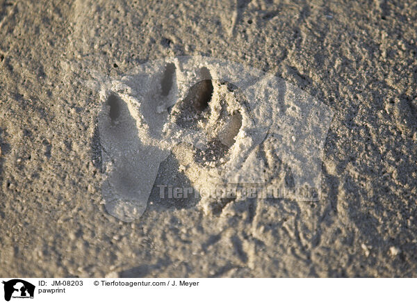 pawprint / JM-08203