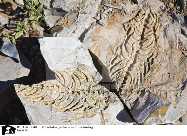 fossil find / HJ-03648