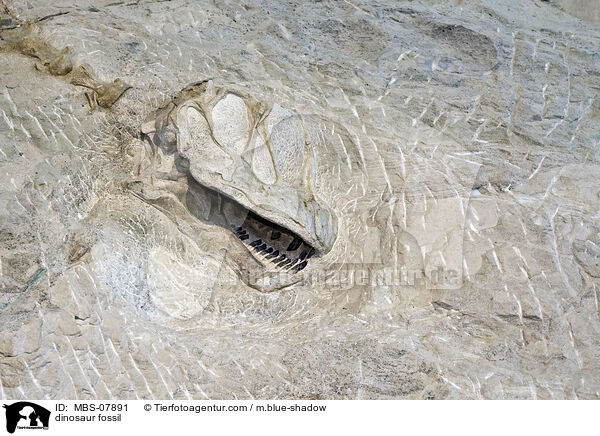 dinosaur fossil / MBS-07891