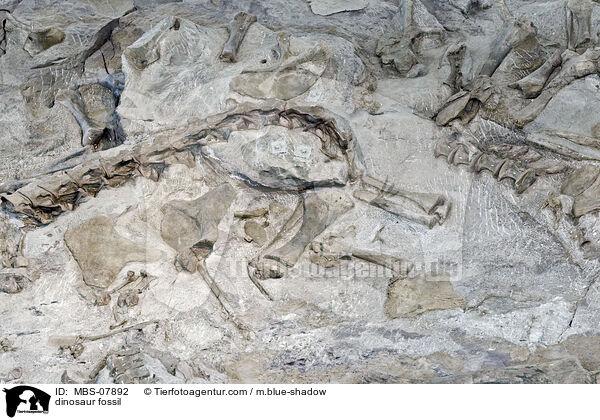 Dinosaurier Fossil / dinosaur fossil / MBS-07892