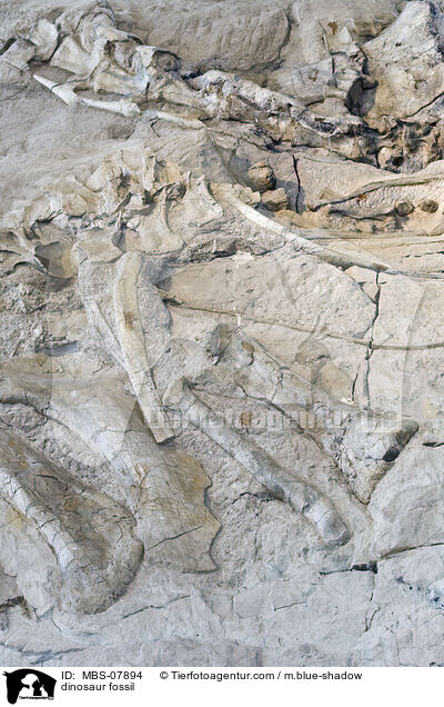 Dinosaurier Fossil / dinosaur fossil / MBS-07894