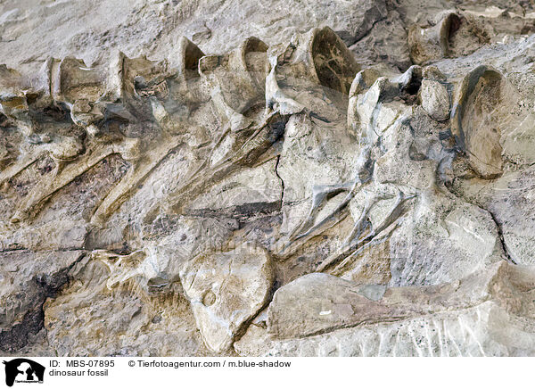 dinosaur fossil / MBS-07895