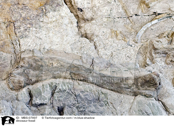 dinosaur fossil / MBS-07897