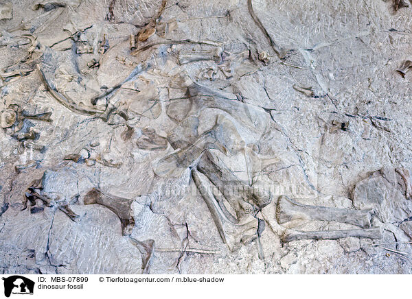 Dinosaurier Fossil / dinosaur fossil / MBS-07899