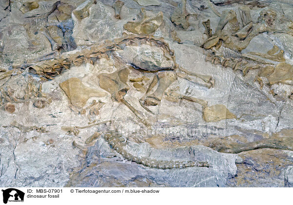 dinosaur fossil / MBS-07901