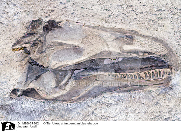 Dinosaurier Fossil / dinosaur fossil / MBS-07902