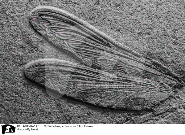 Libellen Fossil / dragonfly fossil / AVD-04143
