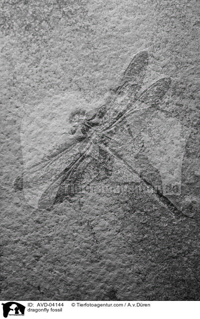 Libellen Fossil / dragonfly fossil / AVD-04144