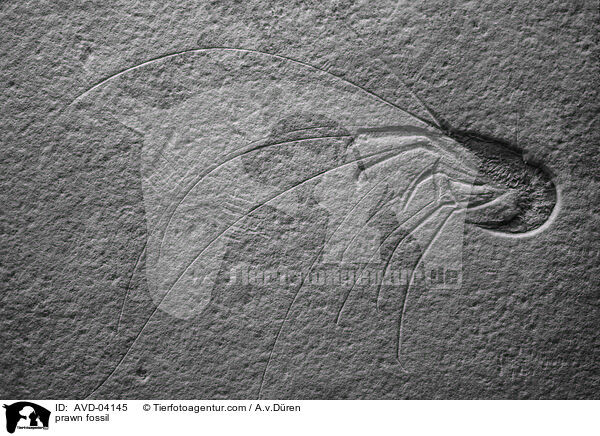 Garnelen Fossil / prawn fossil / AVD-04145