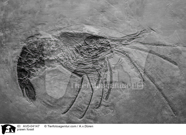 Garnelen Fossil / prawn fossil / AVD-04147