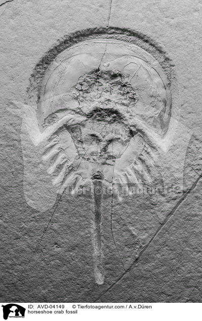 Pfeilschwanzkrebs Fossil / horseshoe crab fossil / AVD-04149