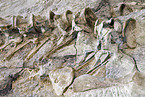 dinosaur fossil