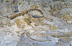 dinosaur fossil