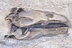 dinosaur fossil