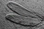 dragonfly fossil