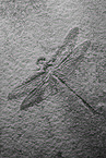 dragonfly fossil