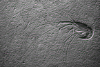 prawn fossil